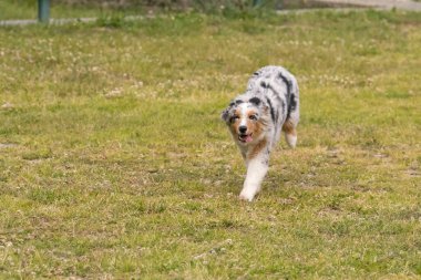 Mavi merle Avustralya çoban köpeği İtalya 'da Piedmont' taki Ceresole Reale gölünün çayırında koşuyor.
