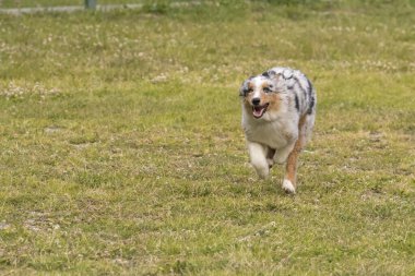 Mavi merle Avustralya çoban köpeği İtalya 'da Piedmont' taki Ceresole Reale gölünün çayırında koşuyor.
