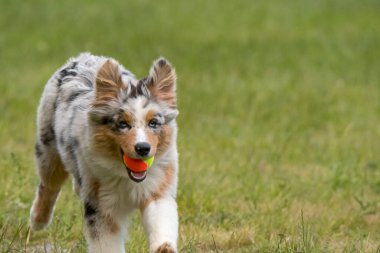Mavi merle Avustralya çoban köpeği İtalya 'da Piedmont' taki Ceresole Reale gölünün çayırında koşuyor.