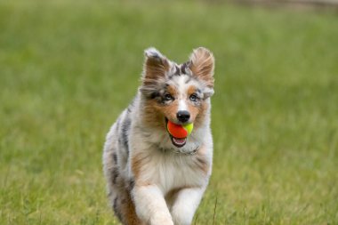 Mavi merle Avustralya çoban köpeği İtalya 'da Piedmont' taki Ceresole Reale gölünün çayırında koşuyor.