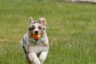 Mavi merle Avustralya çoban köpeği İtalya 'da Piedmont' taki Ceresole Reale gölünün çayırında koşuyor.