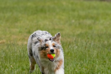 Mavi merle Avustralya çoban köpeği İtalya 'da Piedmont' taki Ceresole Reale gölünün çayırında koşuyor.
