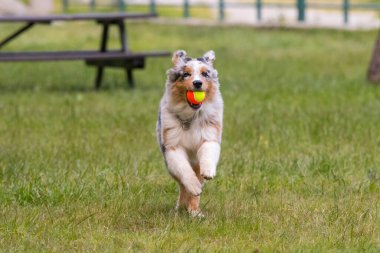Mavi merle Avustralya çoban köpeği İtalya 'da Piedmont' taki Ceresole Reale gölünün çayırında koşuyor.