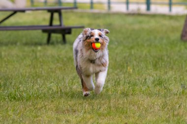 Mavi merle Avustralya çoban köpeği İtalya 'da Piedmont' taki Ceresole Reale gölünün çayırında koşuyor.
