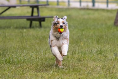 Mavi merle Avustralya çoban köpeği İtalya 'da Piedmont' taki Ceresole Reale gölünün çayırında koşuyor.