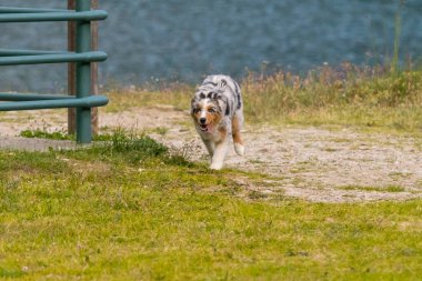 Mavi merle Avustralya çoban köpeği İtalya 'da Piedmont' taki Ceresole Reale gölünün çayırında koşuyor.