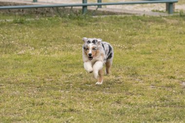 Mavi merle Avustralya çoban köpeği İtalya 'da Piedmont' taki Ceresole Reale gölünün çayırında koşuyor.