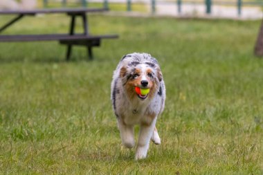 Mavi merle Avustralya çoban köpeği İtalya 'da Piedmont' taki Ceresole Reale gölünün çayırında koşuyor.