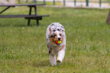 Mavi merle Avustralya çoban köpeği İtalya 'da Piedmont' taki Ceresole Reale gölünün çayırında koşuyor.