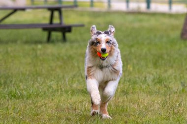 Mavi merle Avustralya çoban köpeği İtalya 'da Piedmont' taki Ceresole Reale gölünün çayırında koşuyor.