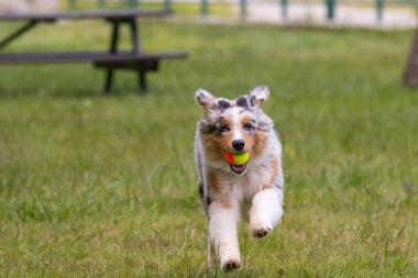 Mavi merle Avustralya çoban köpeği İtalya 'da Piedmont' taki Ceresole Reale gölünün çayırında koşuyor.