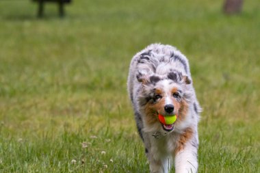 Mavi merle Avustralya çoban köpeği İtalya 'da Piedmont' taki Ceresole Reale gölünün çayırında koşuyor.