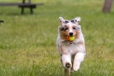 Mavi merle Avustralya çoban köpeği İtalya 'da Piedmont' taki Ceresole Reale gölünün çayırında koşuyor.