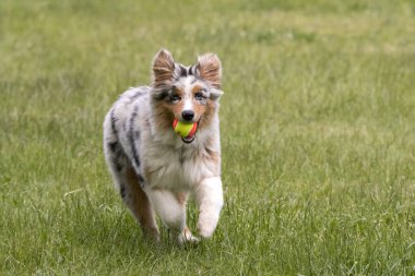 Mavi merle Avustralya çoban köpeği İtalya 'da Piedmont' taki Ceresole Reale gölünün çayırında koşuyor.