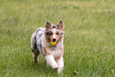 Mavi merle Avustralya çoban köpeği İtalya 'da Piedmont' taki Ceresole Reale gölünün çayırında koşuyor.