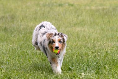 Mavi merle Avustralya çoban köpeği İtalya 'da Piedmont' taki Ceresole Reale gölünün çayırında koşuyor.