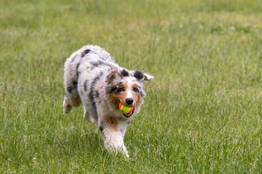 Mavi merle Avustralya çoban köpeği İtalya 'da Piedmont' taki Ceresole Reale gölünün çayırında koşuyor.