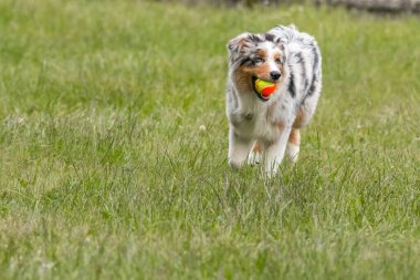 Mavi merle Avustralya çoban köpeği İtalya 'da Piedmont' taki Ceresole Reale gölünün çayırında koşuyor.