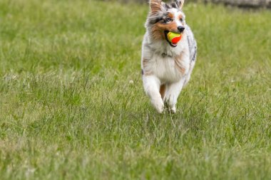 Mavi merle Avustralya çoban köpeği İtalya 'da Piedmont' taki Ceresole Reale gölünün çayırında koşuyor.