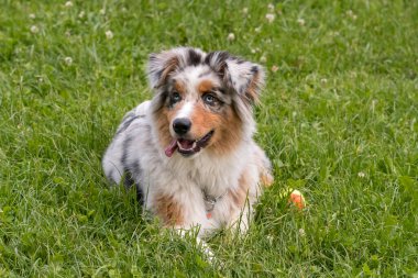 Mavi merle Avustralya çoban köpeği İtalya 'da Piedmont' taki Ceresole Reale gölünün çayırında koşuyor.