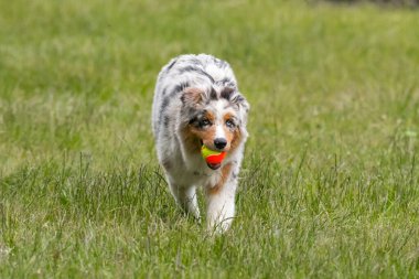 Mavi merle Avustralya çoban köpeği İtalya 'da Piedmont' taki Ceresole Reale gölünün çayırında koşuyor.