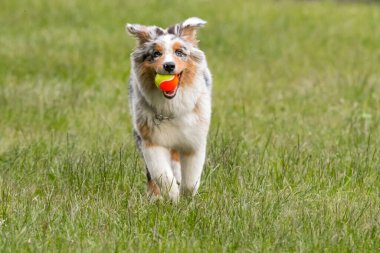 Mavi merle Avustralya çoban köpeği İtalya 'da Piedmont' taki Ceresole Reale gölünün çayırında koşuyor.