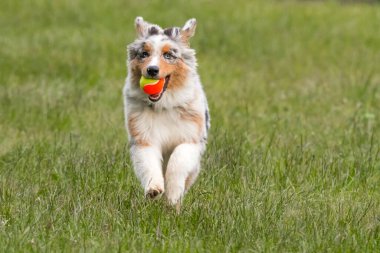Mavi merle Avustralya çoban köpeği İtalya 'da Piedmont' taki Ceresole Reale gölünün çayırında koşuyor.