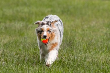 Mavi merle Avustralya çoban köpeği İtalya 'da Piedmont' taki Ceresole Reale gölünün çayırında koşuyor.