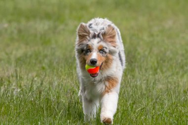 Mavi merle Avustralya çoban köpeği İtalya 'da Piedmont' taki Ceresole Reale gölünün çayırında koşuyor.