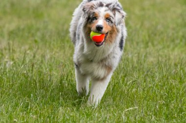 Mavi merle Avustralya çoban köpeği İtalya 'da Piedmont' taki Ceresole Reale gölünün çayırında koşuyor.