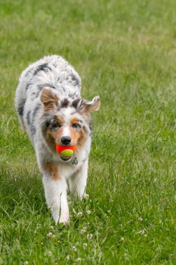 Mavi merle Avustralya çoban köpeği İtalya 'da Piedmont' taki Ceresole Reale gölünün çayırında koşuyor.