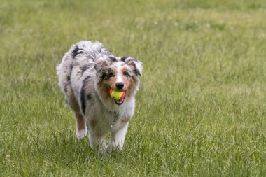 Mavi merle Avustralya çoban köpeği İtalya 'da Piedmont' taki Ceresole Reale gölünün çayırında koşuyor.