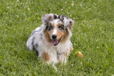 Mavi merle Avustralya çoban köpeği İtalya 'da Piedmont' taki Ceresole Reale gölünün çayırında koşuyor.