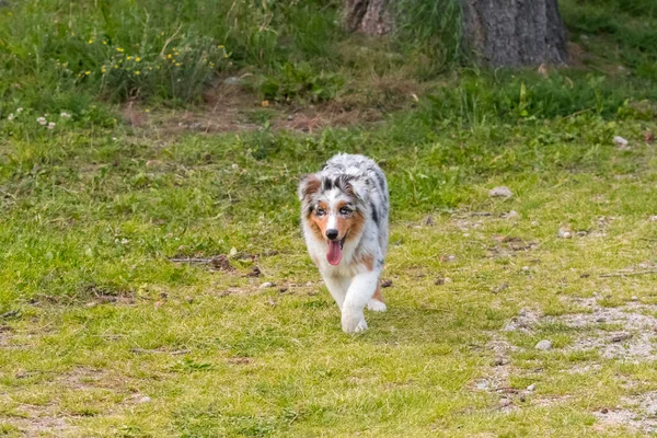 Perrito Pastor Australiano Merle Azul Corre Prado Del Lago Ceresole —  Fotos de Stock