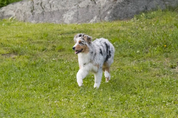 Azul Merle Cão Cão Pastor Australiano Corre Prado Lago Ceresole — Fotografia de Stock