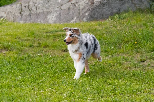 Perrito Pastor Australiano Merle Azul Corre Prado Del Lago Ceresole —  Fotos de Stock