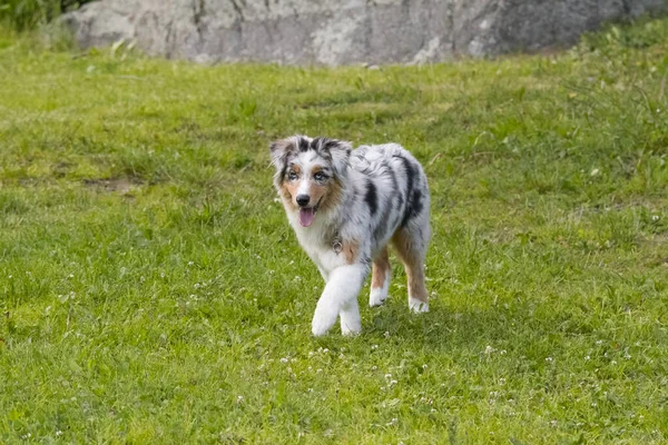 Blue Merle Australian Shepherd Puppy Dog Runs Meadow Ceresole Reale — Stock Photo, Image