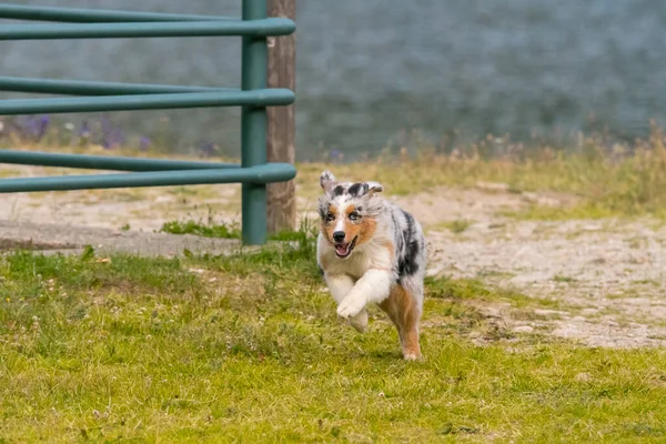 Merle Azzurro Cane Pastore Australiano Corre Sul Prato Del Lago — Foto Stock