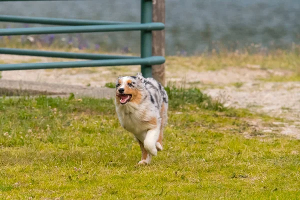 Blue Merle Australischer Schäferhund Läuft Auf Der Wiese Des Ceresole — Stockfoto