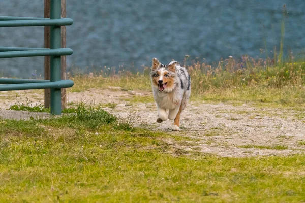 Blue Merle Australischer Schäferhund Läuft Auf Der Wiese Des Ceresole — Stockfoto