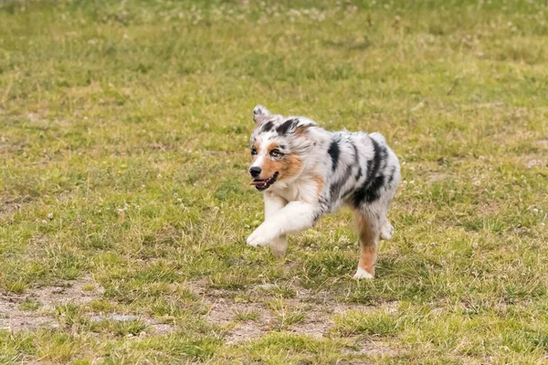 ブルーメルルオーストラリアの羊飼いの子犬の犬は イタリアのピエモンテ州のセレスレ湖の牧草地で実行されます — ストック写真