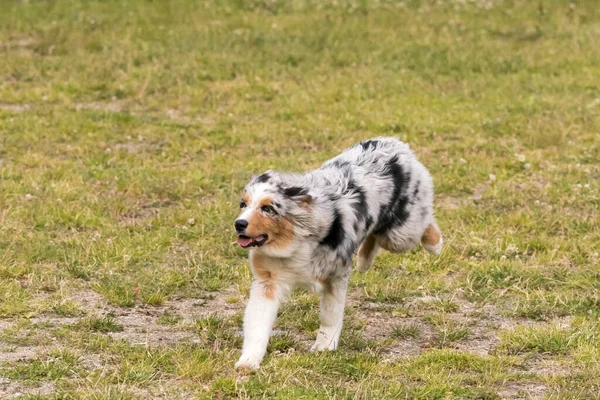 Blauwe Merle Australische Herder Puppy Loopt Het Weitje Van Het — Stockfoto