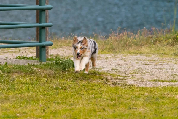 Blue Merle Australischer Schäferhund Läuft Auf Der Wiese Des Ceresole — Stockfoto