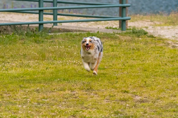 Perrito Pastor Australiano Merle Azul Corre Prado Del Lago Ceresole — Foto de Stock