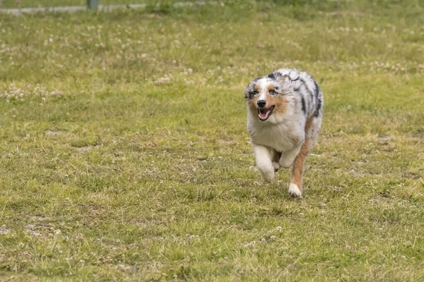 Blue Merle Australian Shepherd Puppy Dog Runs Meadow Ceresole Reale — Stock Photo, Image
