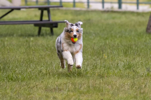 Merle Azzurro Cane Pastore Australiano Corre Sul Prato Del Lago — Foto Stock