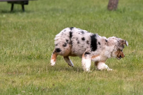 ブルーメルルオーストラリアの羊飼いの子犬の犬は イタリアのピエモンテ州のセレスレ湖の牧草地で実行されます — ストック写真
