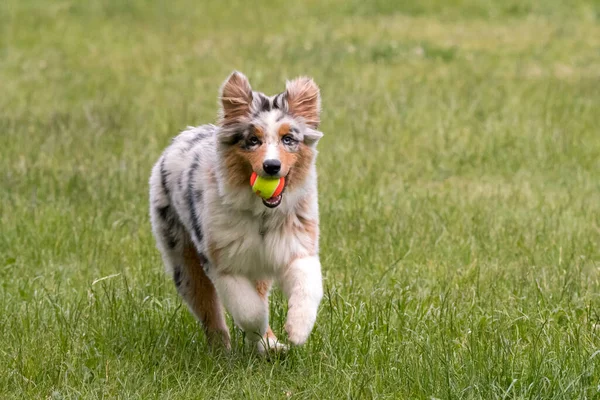 Perrito Pastor Australiano Merle Azul Corre Prado Del Lago Ceresole — Foto de Stock