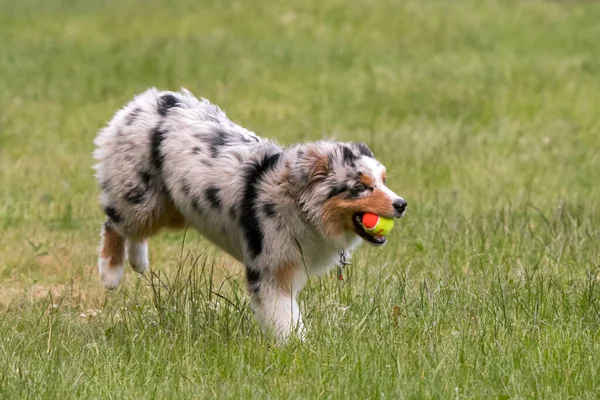 Blue Merle Australischer Schäferhund Läuft Auf Der Wiese Des Ceresole — Stockfoto