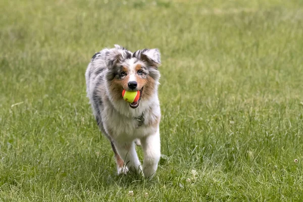 Mavi merle Avustralya çoban köpeği İtalya 'da Piedmont' taki Ceresole Reale gölünün çayırında koşuyor.